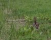 Croccolone_San_Giuliano_parco_14_5_2009_++3813sf_