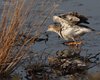 Combattente_Comacchio_Saline_30_8_2011_++++2126sf_