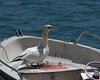 Sula_Portovenere_1_6_2013_+++++2604sf