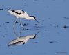 Avocetta_Vallesina_7_3_2015_+++^0594sf