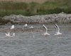 Gabbiano_roseo_parata_Avocetta_Gabbiano_comune_Gabbiano_reale_Lio_Piccolo_4_4_2015_+++^3493sf