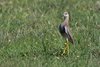 Pavoncella_codabianca_Lago_delle_Nazioni_12_5_2018_4209sf