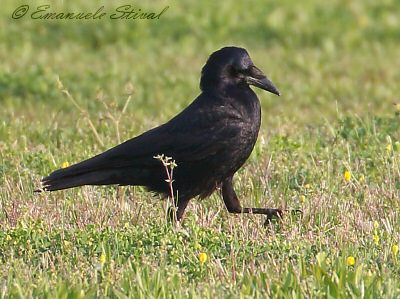 corvo comune